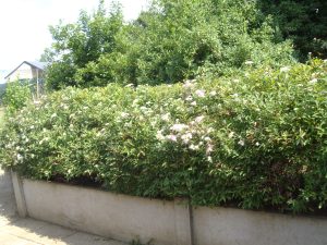 A neat and tidy hedge by the terrace.